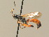  ( - BC ZSM HYM 19665)  @13 [ ] CreativeCommons - Attribution Non-Commercial Share-Alike (2015) Unspecified SNSB, Zoologische Staatssammlung Muenchen