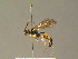  (Ichneumon inquinatus - BC ZSM HYM 19667)  @14 [ ] CreativeCommons - Attribution Non-Commercial Share-Alike (2015) Unspecified SNSB, Zoologische Staatssammlung Muenchen