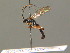  ( - BC ZSM HYM 19677)  @13 [ ] CreativeCommons - Attribution Non-Commercial Share-Alike (2015) Unspecified SNSB, Zoologische Staatssammlung Muenchen