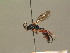  (Melanichneumon - BC ZSM HYM 19705)  @13 [ ] CreativeCommons - Attribution Non-Commercial Share-Alike (2015) Unspecified SNSB, Zoologische Staatssammlung Muenchen