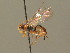  ( - BC ZSM HYM 19737)  @13 [ ] CreativeCommons - Attribution Non-Commercial Share-Alike (2015) Unspecified SNSB, Zoologische Staatssammlung Muenchen