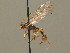  ( - BC ZSM HYM 19740)  @13 [ ] CreativeCommons - Attribution Non-Commercial Share-Alike (2015) Unspecified SNSB, Zoologische Staatssammlung Muenchen