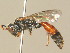  ( - BC ZSM HYM 19887)  @11 [ ] CreativeCommons - Attribution Non-Commercial Share-Alike (2015) Unspecified SNSB, Zoologische Staatssammlung Muenchen