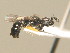  ( - BC ZSM HYM 19889)  @13 [ ] CreativeCommons - Attribution Non-Commercial Share-Alike (2015) Unspecified SNSB, Zoologische Staatssammlung Muenchen