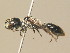  (Pemphredon rugifer - BC ZSM HYM 19894)  @14 [ ] CreativeCommons - Attribution Non-Commercial Share-Alike (2015) Unspecified SNSB, Zoologische Staatssammlung Muenchen
