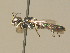  ( - BC ZSM HYM 19897)  @12 [ ] CreativeCommons - Attribution Non-Commercial Share-Alike (2015) Unspecified SNSB, Zoologische Staatssammlung Muenchen