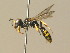  ( - BC ZSM HYM 19898)  @14 [ ] CreativeCommons - Attribution Non-Commercial Share-Alike (2015) Unspecified SNSB, Zoologische Staatssammlung Muenchen