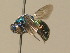  ( - BC ZSM HYM 19900)  @14 [ ] CreativeCommons - Attribution Non-Commercial Share-Alike (2015) Unspecified SNSB, Zoologische Staatssammlung Muenchen