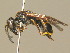  (Ancistrocerus ichneumonideus - BC ZSM HYM 19922)  @14 [ ] CreativeCommons - Attribution Non-Commercial Share-Alike (2015) Unspecified SNSB, Zoologische Staatssammlung Muenchen