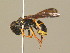  ( - BC ZSM HYM 19925)  @13 [ ] CreativeCommons - Attribution Non-Commercial Share-Alike (2015) Unspecified SNSB, Zoologische Staatssammlung Muenchen