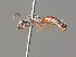  ( - BC ZSM HYM 19947)  @11 [ ] CreativeCommons - Attribution Non-Commercial Share-Alike (2015) Unspecified SNSB, Zoologische Staatssammlung Muenchen