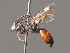  ( - BC ZSM HYM 19950)  @11 [ ] CreativeCommons - Attribution Non-Commercial Share-Alike (2015) Unspecified SNSB, Zoologische Staatssammlung Muenchen