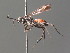  ( - BC ZSM HYM 20010)  @13 [ ] CreativeCommons - Attribution Non-Commercial Share-Alike (2015) Unspecified SNSB, Zoologische Staatssammlung Muenchen