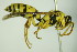  ( - BC ZSM HYM 20047)  @13 [ ] CreativeCommons - Attribution Non-Commercial Share-Alike (2015) Unspecified SNSB, Zoologische Staatssammlung Muenchen