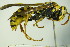  ( - BC ZSM HYM 20049)  @13 [ ] CreativeCommons - Attribution Non-Commercial Share-Alike (2015) Unspecified SNSB, Zoologische Staatssammlung Muenchen