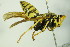  ( - BC ZSM HYM 20056)  @13 [ ] CreativeCommons - Attribution Non-Commercial Share-Alike (2015) Unspecified SNSB, Zoologische Staatssammlung Muenchen