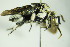  (Thyreus ramosus - BC ZSM HYM 20058)  @14 [ ] CreativeCommons - Attribution Non-Commercial Share-Alike (2015) Unspecified SNSB, Zoologische Staatssammlung Muenchen