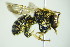  (Nomia diversipes - BC ZSM HYM 20083)  @14 [ ] CreativeCommons - Attribution Non-Commercial Share-Alike (2015) Unspecified SNSB, Zoologische Staatssammlung Muenchen
