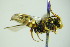  ( - BC ZSM HYM 20093)  @11 [ ] CreativeCommons - Attribution Non-Commercial Share-Alike (2015) Unspecified SNSB, Zoologische Staatssammlung Muenchen
