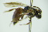  ( - BC ZSM HYM 20104)  @11 [ ] CreativeCommons - Attribution Non-Commercial Share-Alike (2015) Unspecified SNSB, Zoologische Staatssammlung Muenchen