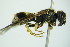  (Ancistrocerus dusmetiolus - BC ZSM HYM 20106)  @13 [ ] CreativeCommons - Attribution Non-Commercial Share-Alike (2015) Unspecified SNSB, Zoologische Staatssammlung Muenchen
