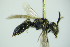  (Andrena sp. A - BC ZSM HYM 20111)  @12 [ ] CreativeCommons - Attribution Non-Commercial Share-Alike (2015) Unspecified SNSB, Zoologische Staatssammlung Muenchen