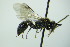  ( - BC ZSM HYM 20115)  @11 [ ] CreativeCommons - Attribution Non-Commercial Share-Alike (2015) Unspecified SNSB, Zoologische Staatssammlung Muenchen