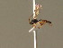  ( - BC ZSM HYM 20816)  @12 [ ] CreativeCommons - Attribution Non-Commercial Share-Alike (2015) Unspecified SNSB, Zoologische Staatssammlung Muenchen