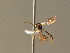  (Hybrizon ghilarovi - BC ZSM HYM 20840)  @13 [ ] CreativeCommons - Attribution Non-Commercial Share-Alike (2015) Unspecified SNSB, Zoologische Staatssammlung Muenchen