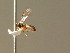  ( - BC ZSM HYM 20852)  @12 [ ] CreativeCommons - Attribution Non-Commercial Share-Alike (2015) Unspecified SNSB, Zoologische Staatssammlung Muenchen