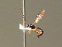 ( - BC ZSM HYM 20856)  @13 [ ] CreativeCommons - Attribution Non-Commercial Share-Alike (2015) Unspecified SNSB, Zoologische Staatssammlung Muenchen