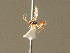  ( - BC ZSM HYM 20862)  @13 [ ] CreativeCommons - Attribution Non-Commercial Share-Alike (2015) Unspecified SNSB, Zoologische Staatssammlung Muenchen