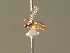  ( - BC ZSM HYM 20865)  @12 [ ] CreativeCommons - Attribution Non-Commercial Share-Alike (2015) Unspecified SNSB, Zoologische Staatssammlung Muenchen