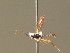  (Eusterinx inaequalis - BC ZSM HYM 20873)  @13 [ ] CreativeCommons - Attribution Non-Commercial Share-Alike (2015) Unspecified SNSB, Zoologische Staatssammlung Muenchen
