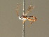  ( - BC ZSM HYM 20874)  @13 [ ] CreativeCommons - Attribution Non-Commercial Share-Alike (2015) Unspecified SNSB, Zoologische Staatssammlung Muenchen