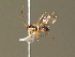  ( - BC ZSM HYM 20879)  @13 [ ] CreativeCommons - Attribution Non-Commercial Share-Alike (2015) Unspecified SNSB, Zoologische Staatssammlung Muenchen