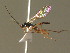  ( - BC ZSM HYM 20884)  @13 [ ] CreativeCommons - Attribution Non-Commercial Share-Alike (2015) Unspecified SNSB, Zoologische Staatssammlung Muenchen