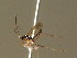  ( - BC ZSM HYM 20885)  @12 [ ] CreativeCommons - Attribution Non-Commercial Share-Alike (2015) Unspecified SNSB, Zoologische Staatssammlung Muenchen