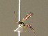  ( - BC ZSM HYM 20886)  @12 [ ] CreativeCommons - Attribution Non-Commercial Share-Alike (2015) Unspecified SNSB, Zoologische Staatssammlung Muenchen