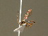  ( - BC ZSM HYM 20887)  @12 [ ] CreativeCommons - Attribution Non-Commercial Share-Alike (2015) Unspecified SNSB, Zoologische Staatssammlung Muenchen
