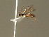  ( - BC ZSM HYM 20888)  @12 [ ] CreativeCommons - Attribution Non-Commercial Share-Alike (2015) Unspecified SNSB, Zoologische Staatssammlung Muenchen