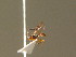  ( - BC ZSM HYM 20895)  @12 [ ] CreativeCommons - Attribution Non-Commercial Share-Alike (2015) Unspecified SNSB, Zoologische Staatssammlung Muenchen