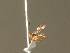  ( - BC ZSM HYM 20897)  @12 [ ] CreativeCommons - Attribution Non-Commercial Share-Alike (2015) Unspecified SNSB, Zoologische Staatssammlung Muenchen