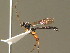  ( - BC ZSM HYM 20900)  @13 [ ] CreativeCommons - Attribution Non-Commercial Share-Alike (2015) Unspecified SNSB, Zoologische Staatssammlung Muenchen
