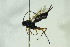  ( - BC ZSM HYM 21203)  @13 [ ] CreativeCommons - Attribution Non-Commercial Share-Alike (2015) Unspecified SNSB, Zoologische Staatssammlung Muenchen