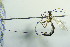  (Liotryphon cydiae - BC ZSM HYM 21266)  @13 [ ] CreativeCommons - Attribution Non-Commercial Share-Alike (2015) Unspecified SNSB, Zoologische Staatssammlung Muenchen