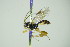  ( - BC ZSM HYM 21386)  @13 [ ] CreativeCommons - Attribution Non-Commercial Share-Alike (2015) Unspecified SNSB, Zoologische Staatssammlung Muenchen