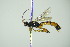  (Schizopyga circulator - BC ZSM HYM 21392)  @14 [ ] CreativeCommons - Attribution Non-Commercial Share-Alike (2015) Unspecified SNSB, Zoologische Staatssammlung Muenchen