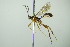  (Megastylus suecicus - BC ZSM HYM 21397)  @11 [ ] CreativeCommons - Attribution Non-Commercial Share-Alike (2015) Unspecified SNSB, Zoologische Staatssammlung Muenchen
