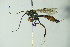  ( - BC ZSM HYM 21408)  @11 [ ] CreativeCommons - Attribution Non-Commercial Share-Alike (2015) Unspecified SNSB, Zoologische Staatssammlung Muenchen